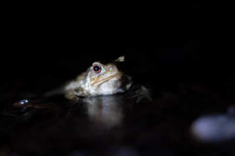 Close up of a common toad in a creek at night Stock Photos