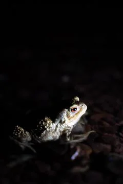 Close up of a common toad in a creek at night 写真素材