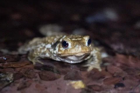 Close up of a common toad in a creek at night Stock Photos