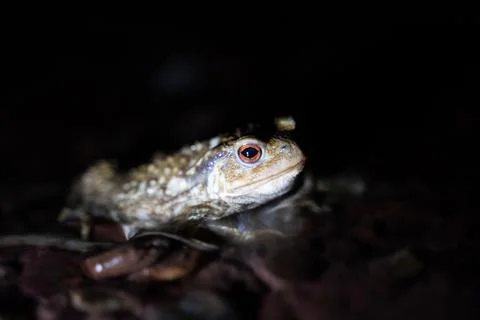 Close up of a common toad in a creek at night Stock Photos