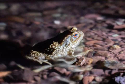 Close up of a common toad in a creek at night Stock Photos
