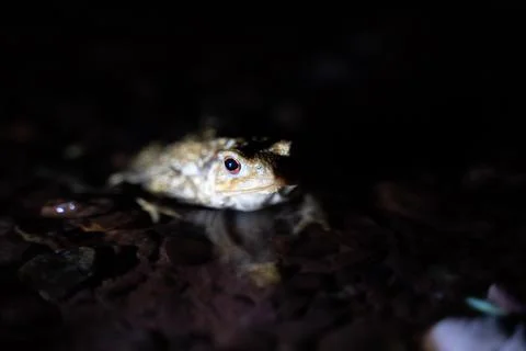 Close up of a common toad in a creek at night Stock Photos