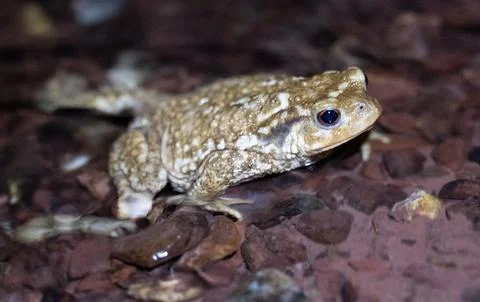 Close up of a common toad in a creek at night Stock Photos