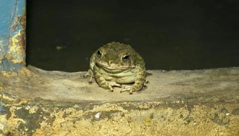 Close up of a common toad in a house Stock Photos