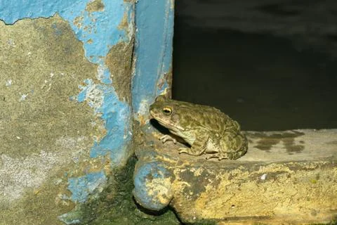 Close up of a common toad in a house Stock Photos