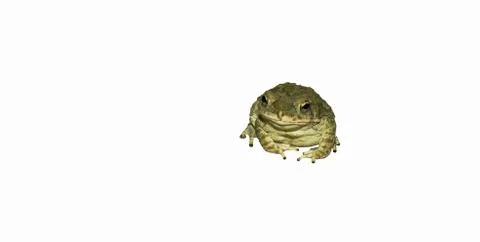 Close up of a common toad Stock Photos