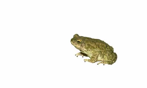 Close up of a common toad, side view Stock Photos