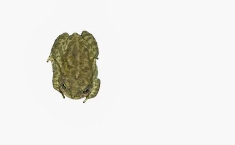 Close up of a common toad ,upper view Stock Photos