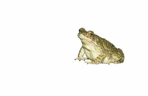 Close up of a common toad,side view Stock Photos