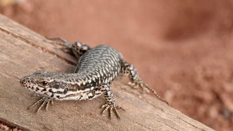 Close-up: common wall lizard (podarcis muralis) defecating on lying tree trunk Stock Footage 245933915