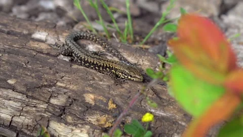 Close up of a common wall lizard sitting on a log in England Stock Footage 278264407