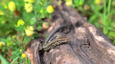 Close up of a common wall lizard sitting on a log in England Stock Footage 278264412