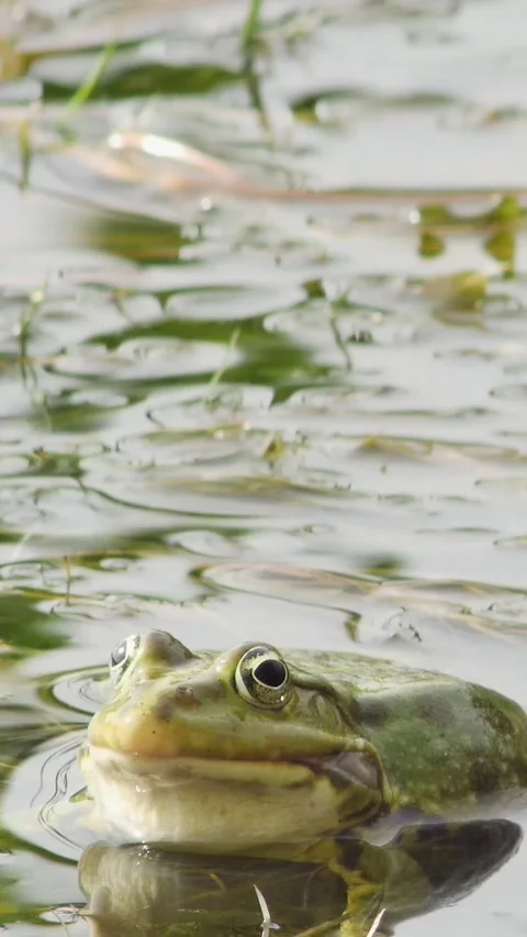 Close-up of a common water frog singing during spring mating season in a nat Vídeos de archivo 334340323