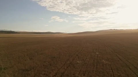 Close up common wheat cop field aerial background on sunset with beautiful .. Vídeos de archivo 279996821