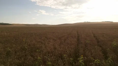Close up common wheat cop field aerial background on sunset with beautiful .. Stock Footage 280066000