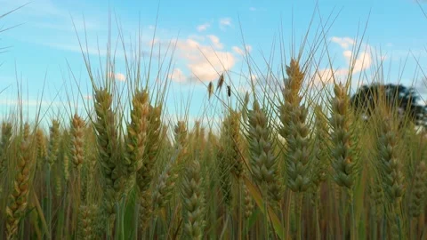 A close-up of common wheat in the evening with a small insect in the background Stock Footage 196834707