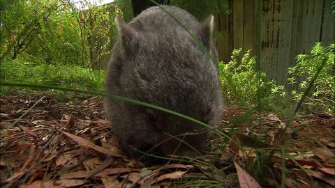 Close up of Common Wombat foraging on leafy ground with trees behind Stock Footage 95598782