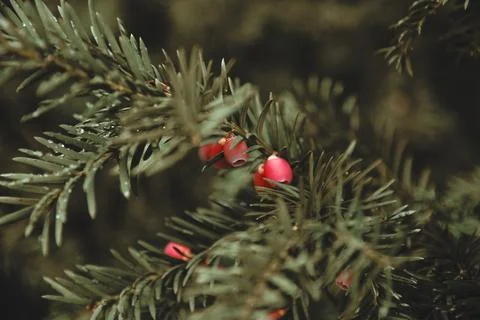 Close-up of common yew tree branch with green needles and red berries Stock Photos