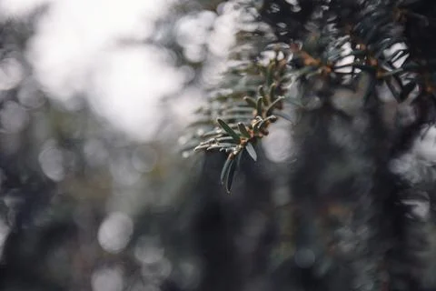 Close-up of common yew tree branches with morning dew drops in a forest Stock Photos
