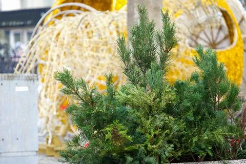 A close-up composition of pine and juniper branches. Stock Photos