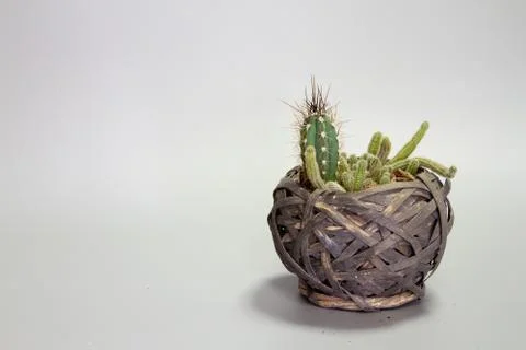Close up composition of several cacti and succulents in a wicker basket, back Stock Photos