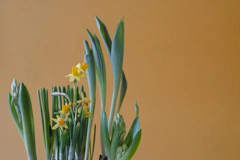 Close-up composition with various spring flowers on orange background. Foto stock
