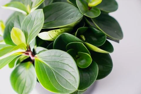 Close composition of vibrant leafy plant in structured pot Stock Photos