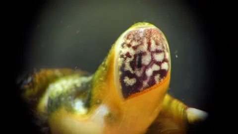 Close-up, compound eye in a Green or Shore crab (Carcinus maenas, Carcinus ae Vidéo 144204154