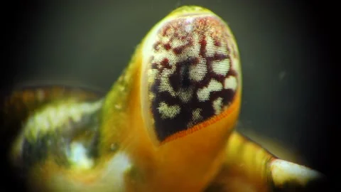 Close-up, compound eye in a Green or Shore crab (Carcinus maenas, Carcinus ae Vidéo 144204356