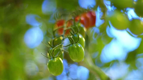Close-up, conceptual refocus from red cherry tomatoes and back, shot of red Видео 257304883