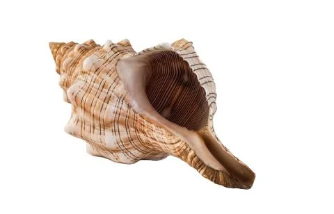 Close up of conch shell isolated on white background Stock Photos