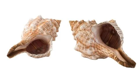 Close up of conch shell isolated on white background Stock Photos