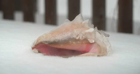 Close Up of Conch Shell in Snow in Front of Picket Fence Видео 86339975