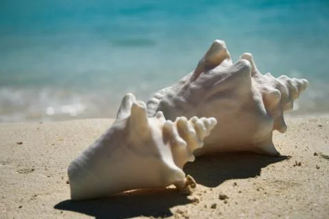 Close up of Conch shells in Anguilla on the beach at Cap Juluca Stock Photos