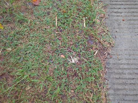 A close-up of a concrete path next to a patch of green grass. The textured .. Stock Photos