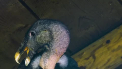 Close up of a condor head Stock Footage 274238353