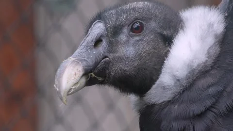 Close up of condor head resting Stock Footage 344415065