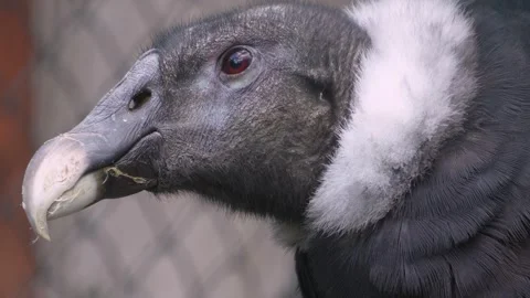 Close up of condor head resting Stock Footage 344415133