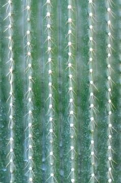 Close-up of Cone cactus . Stock Photos