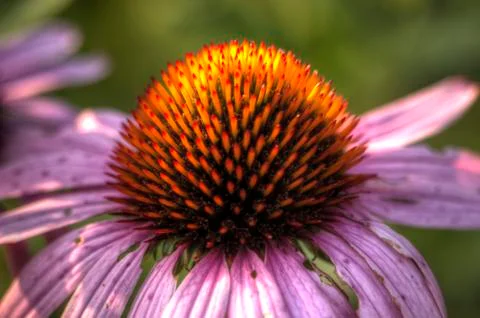 Close up cone flower 写真素材