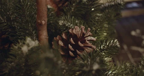 Close up of the cone lies on the green branches Stock Footage 261382947