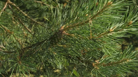 Close up of Cone on Pine Branches. Coniferous Trees in Summer. Green Long Видео 245290512