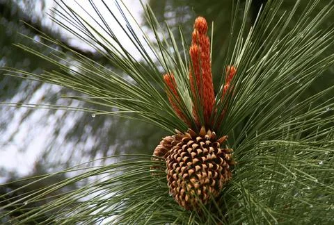 Close up of cone on pine tree branch Stock Photos