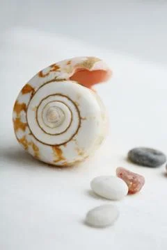 Close-up of cone shaped seashell. Stock Photos