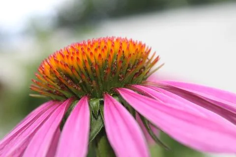Close up of coneflower bloom Foto stock