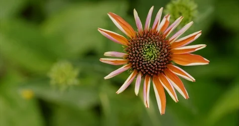 Close-up of a coneflower flower head Stock Footage 115663916