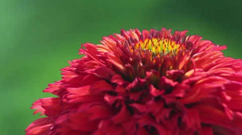 Close up Coneflower Stock Footage 35653052