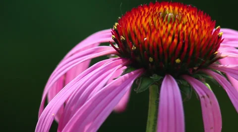 Close up Coneflower II 動画素材 35653016