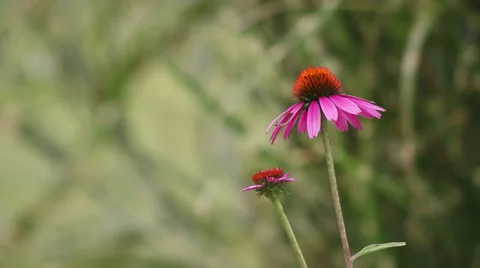 Close up Coneflower III 動画素材 35652949