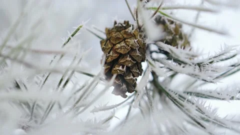 Close-up of cones on a branch of a Christmas tree frozen in the snow Stock Footage 144246943